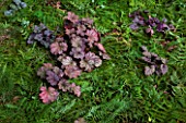 Heuchera Berry Smoothie in a fern mulch