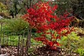 Acer palmatum in autumn, Zen garden