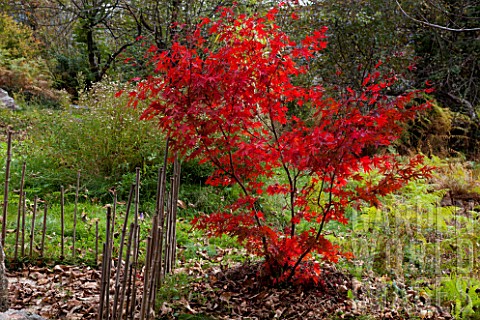 Acer_palmatum_in_autumn_Zen_garden