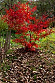 Acer palmatum in autumn, Zen garden