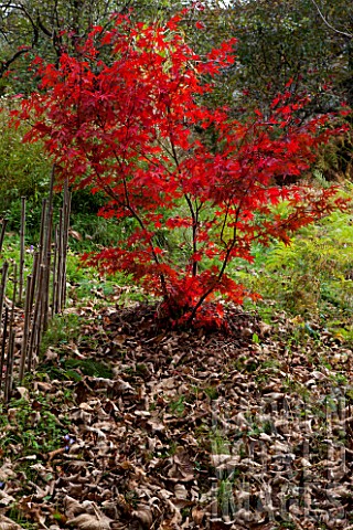 Acer_palmatum_in_autumn_Zen_garden