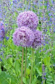 Allium Globemaster