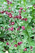 Aquilegia Ruby Port