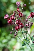 Aquilegia Ruby Port