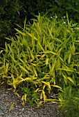 Dwarf Yellow Bamboo