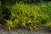 Dwarf Yellow Bamboo