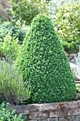 Buxus sempervirens