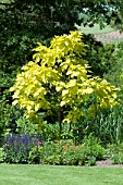 Catalpa bignonioides Aurea