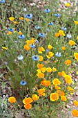 Centaurea and Eschscholtzia