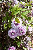 Double Flowered Clematis