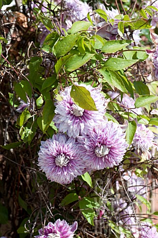Double_Flowered_Clematis