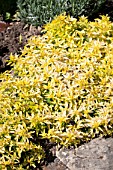 Yellow Ground-Cover