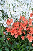 Diascia Little Tango