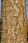 Koelreuteria paniculata, (Goldenrain tree) bark