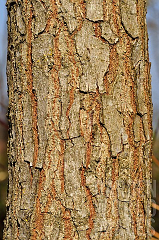 Koelreuteria_paniculata_Goldenrain_tree_bark