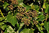 Hedera helix