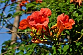 Campsis radicans