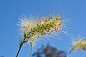 Pennisetum villosum