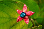 Clerodendrum trichotomum, berries