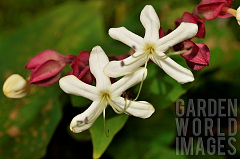 Clerodendrum_trichotomum