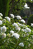 Rosa Iceberg Rose tree in bloom in Provence - France