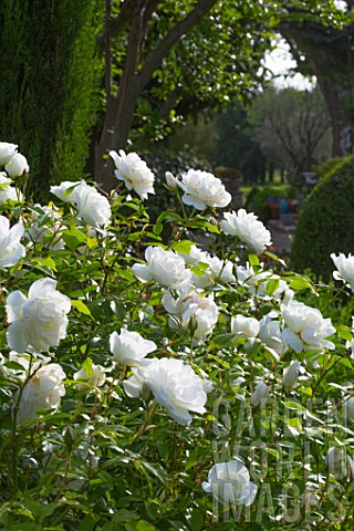 Rosa_Iceberg_Rose_tree_in_bloom_in_Provence__France