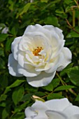 Rosa Iceberg Rose tree in bloom in Provence - France