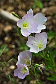 Oenothera (Evening primrose) in bloom in a garden