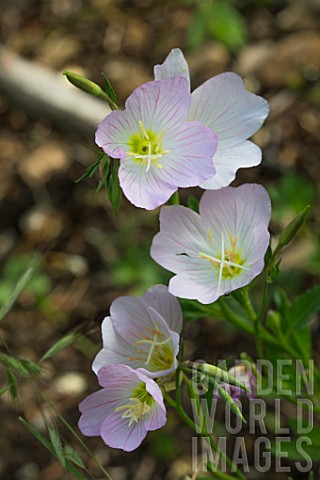 Oenothera_Evening_primrose_in_bloom_in_a_garden