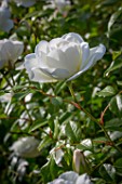 Rosa Iceberg Rose tree in bloom in Provence - France
