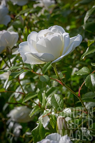 Rosa_Iceberg_Rose_tree_in_bloom_in_Provence__France