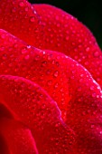 Rosa and dew, Provence, France
