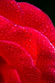 Rosa and dew, Provence, France