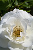 Dew on Rosa Iceberg Rose tree in Provence - France