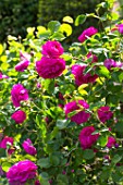 Rosa (Roses) in bloom in Provence - France