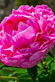 Paeonia (Peony) in bloom, Provence, France