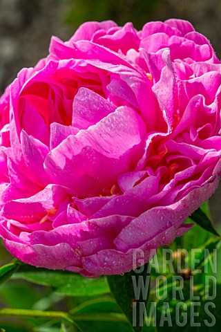 Paeonia_Peony_in_bloom_Provence_France