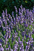 Lavandula in bloom in Provence - France