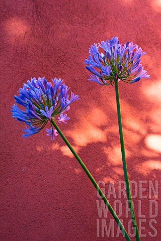 Agapanthus_in_front_of_an_ochre_wall_in_Provence__France