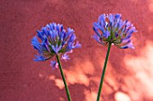 Agapanthus in front of an ochre wall in Provence - France