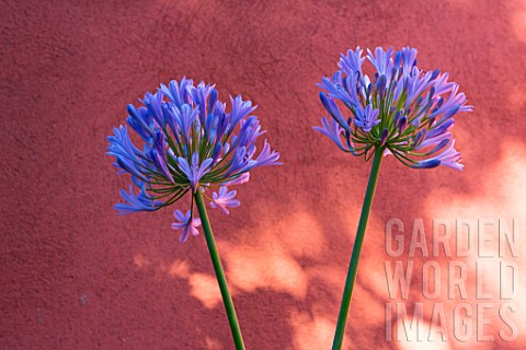 Agapanthus_in_front_of_an_ochre_wall_in_Provence__France