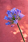 Agapanthus in front of an ochre wall in Provence - France