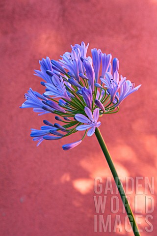 Agapanthus_in_front_of_an_ochre_wall_in_Provence__France