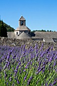 Lavender in bloom and Senanque Abbey in Provence - France