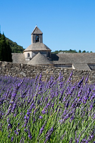 Lavender_in_bloom_and_Senanque_Abbey_in_Provence__France
