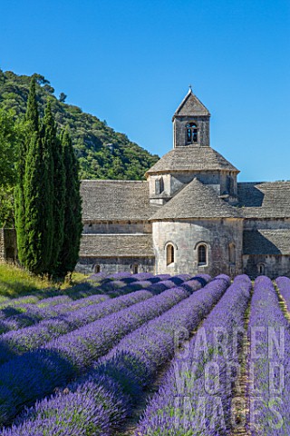 Lavender_in_bloom_and_Senanque_Abbey_in_Provence__France
