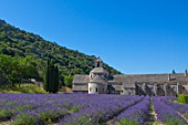 Lavender in bloom and Senanque Abbey in Provence - France