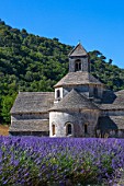 Lavender in bloom and Senanque Abbey in Provence - France