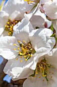 Almond trees in bloom, Provence - France