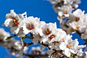 Almond trees in bloom, Provence - France